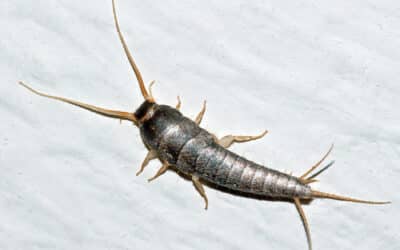 Bugs in Your Basement or Crawl Space?