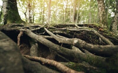 Trees and Tree Roots: How They Damage Your Foundation — and What to Do About It